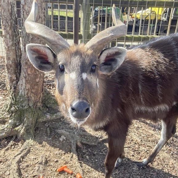 Zoo in Tennessee blames squeezable food pouch for beloved antelope's death